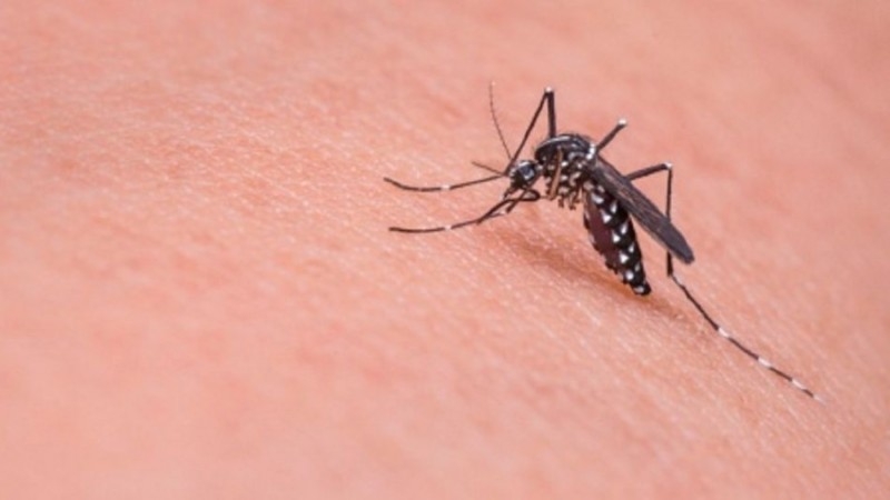 Dengue: Se incrementa la curva de casos.