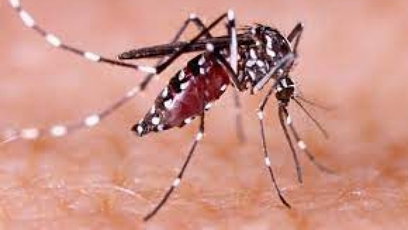 Recomendaciones para prevenir el dengue